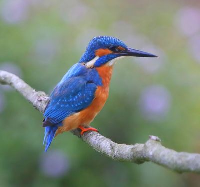 IJsvogel - Common Kingfisher