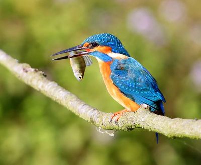 IJsvogel - Common Kingfisher