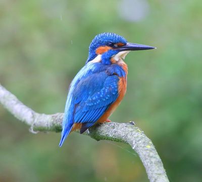 IJsvogel - Common Kingfisher