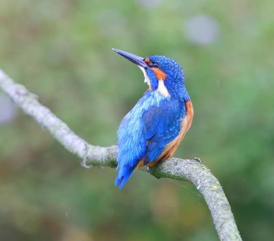 IJsvogel - Common Kingfisher