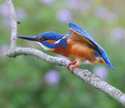 IJsvogel - Common Kingfisher