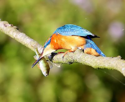 IJsvogel - Common Kingfisher