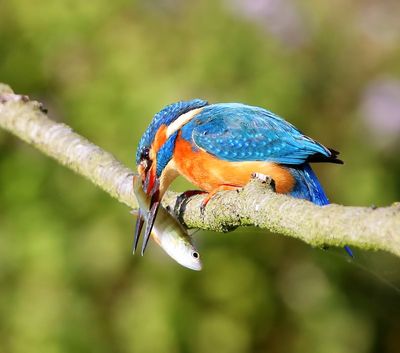 IJsvogel - Common Kingfisher