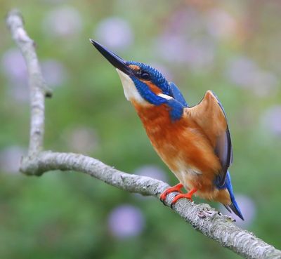 IJsvogel - Common Kingfisher