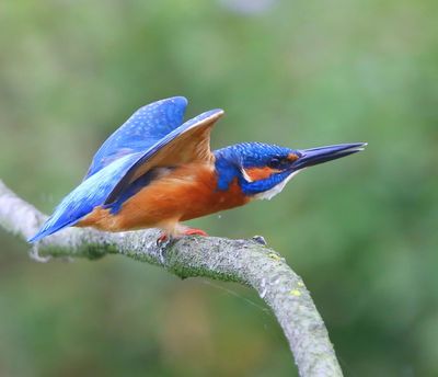 IJsvogel - Common Kingfisher