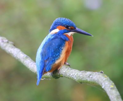 IJsvogel - Common Kingfisher