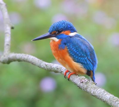IJsvogel - Common Kingfisher