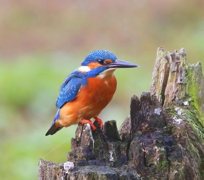 IJsvogel - Common Kingfisher