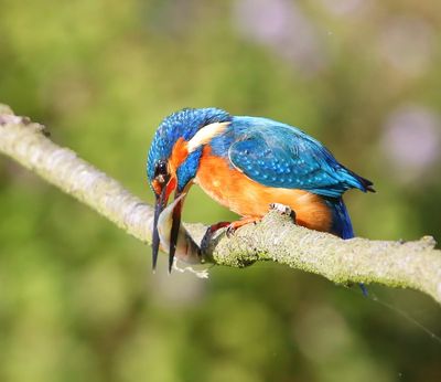 IJsvogel - Common Kingfisher