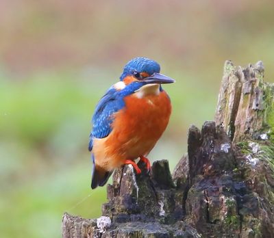 IJsvogel - Common Kingfisher
