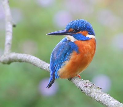IJsvogel - Common Kingfisher