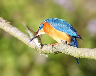 IJsvogel - Common Kingfisher