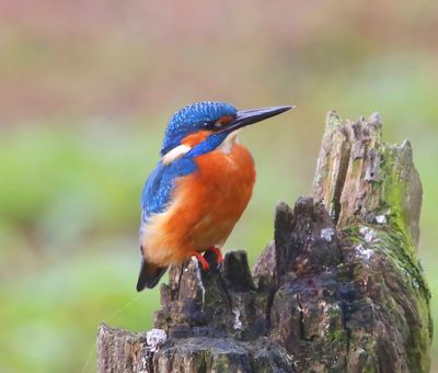 IJsvogel - Common Kingfisher
