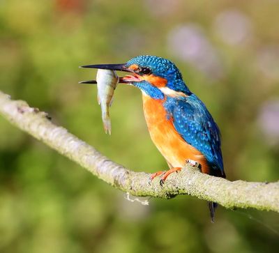 IJsvogel - Common Kingfisher