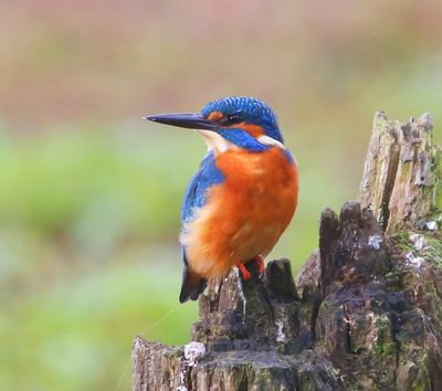 IJsvogel - Common Kingfisher