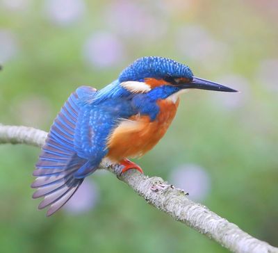 IJsvogel - Common Kingfisher