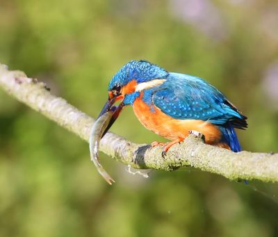 IJsvogel - Common Kingfisher