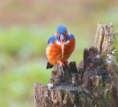IJsvogel - Common Kingfisher