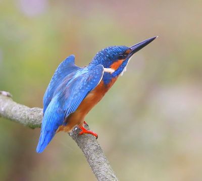 IJsvogel - Common Kingfisher