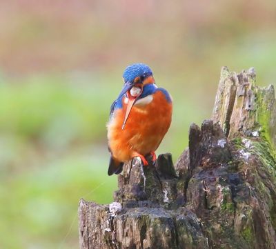 IJsvogel - Common Kingfisher