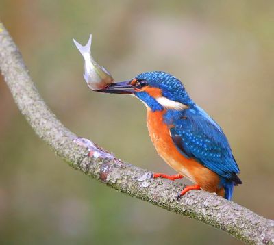 IJsvogel - Common Kingfisher