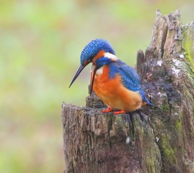 IJsvogel - Common Kingfisher