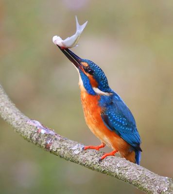 IJsvogel - Common Kingfisher