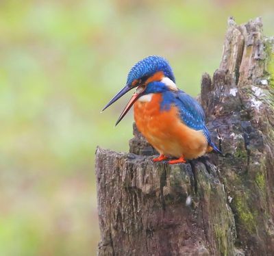 IJsvogel - Common Kingfisher