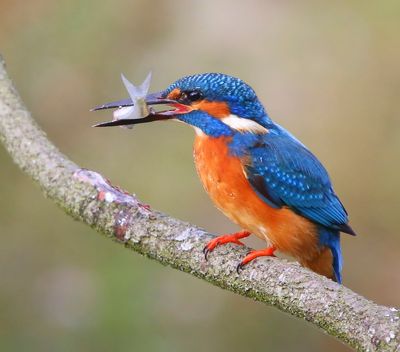 IJsvogel - Common Kingfisher