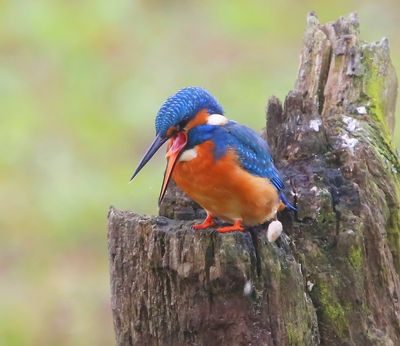 IJsvogel - Common Kingfisher