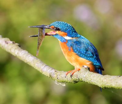 IJsvogel - Common Kingfisher