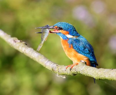 IJsvogel - Common Kingfisher