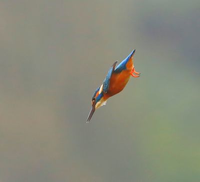 IJsvogel - Common Kingfisher