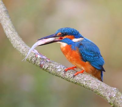 IJsvogel - Common Kingfisher