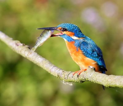 IJsvogel - Common Kingfisher