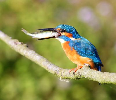 IJsvogel - Common Kingfisher