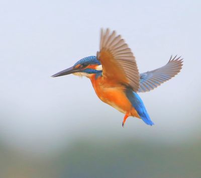 IJsvogel - Common Kingfisher