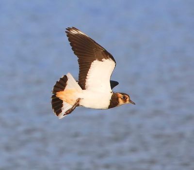 Kievit - Northern Lapwing