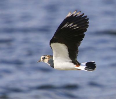 Kievit - Northern Lapwing