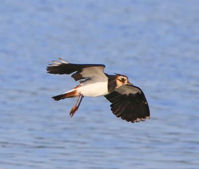 Kievit - Northern Lapwing