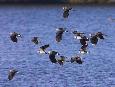 Kieviten - Northern Lapwings