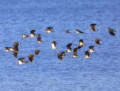 Kieviten - Northern Lapwings