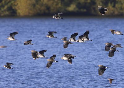 Kieviten - Northern Lapwings