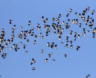 Kieviten - Northern Lapwings