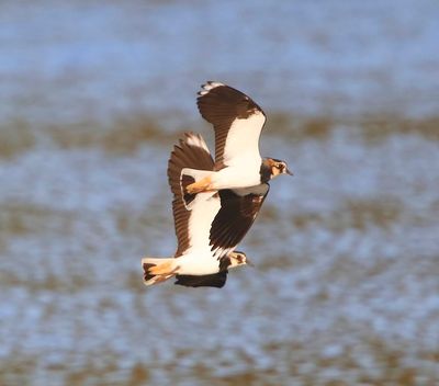 Kieviten - Northern Lapwings