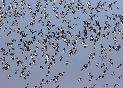 Kieviten - Northern Lapwings
