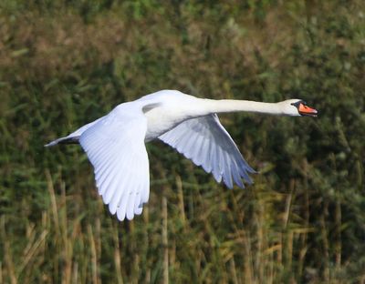 Knobbelzwaan - Mute Swan