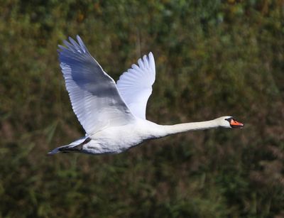 Knobbelzwaan - Mute Swan