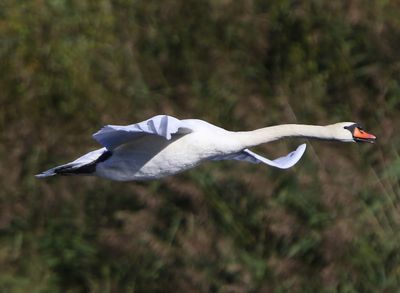Knobbelzwaan - Mute Swan