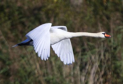 Knobbelzwaan - Mute Swan